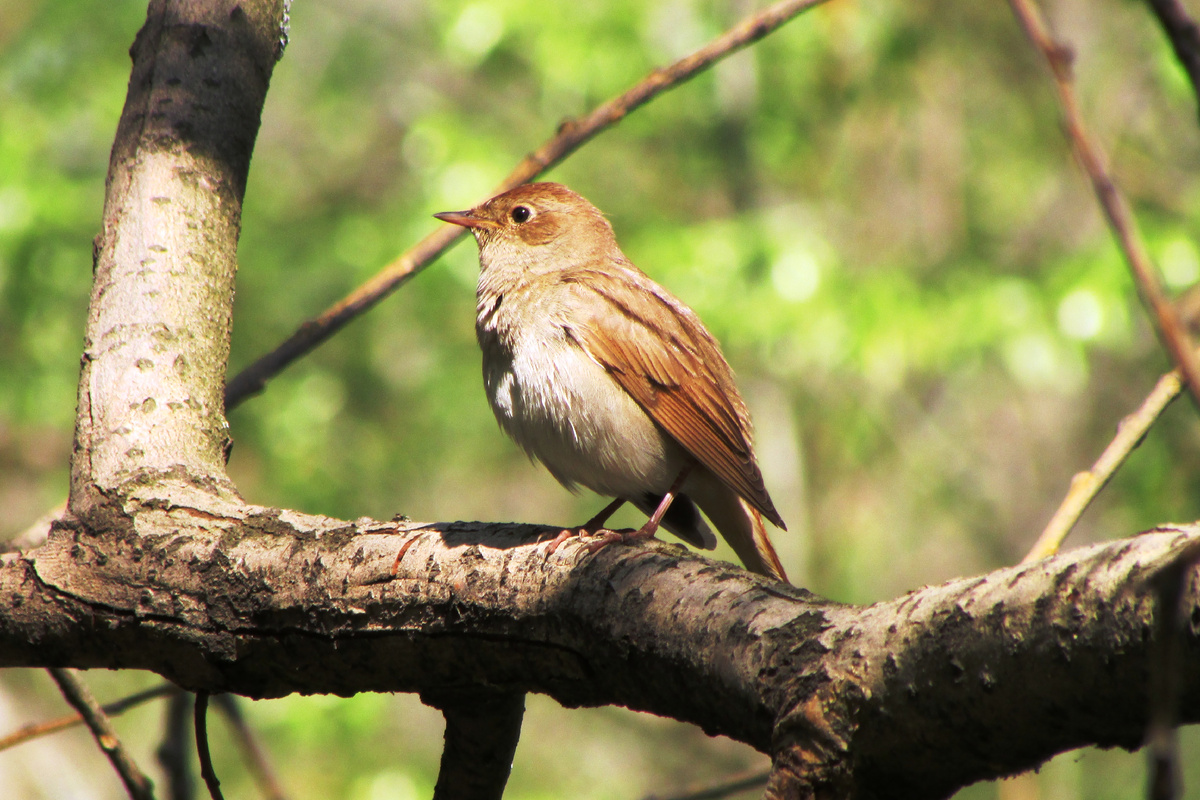 Отец семейства