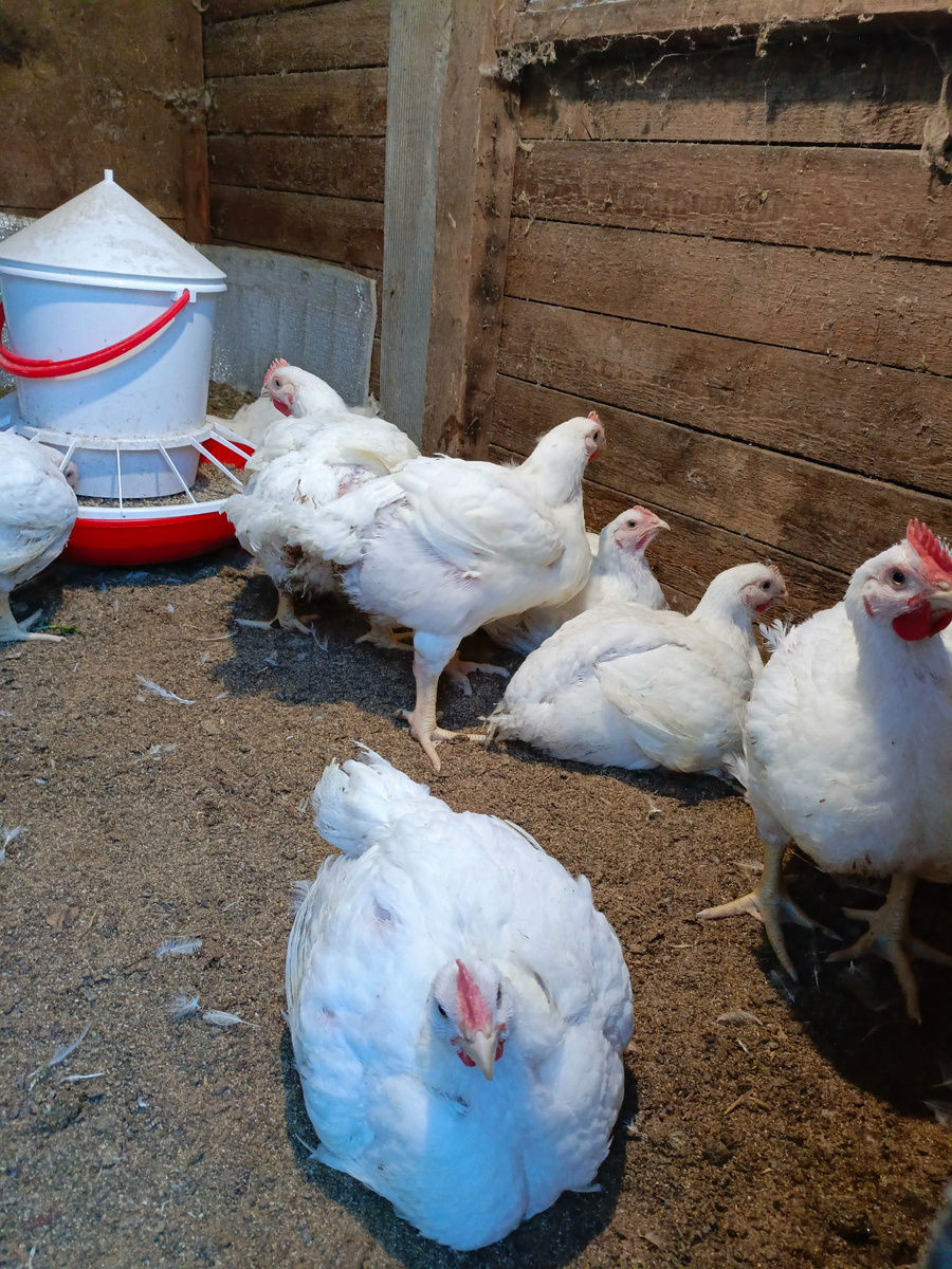 Мои цыплята