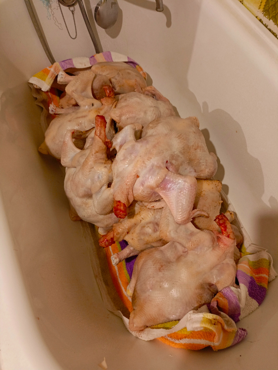 Тушки бройлера