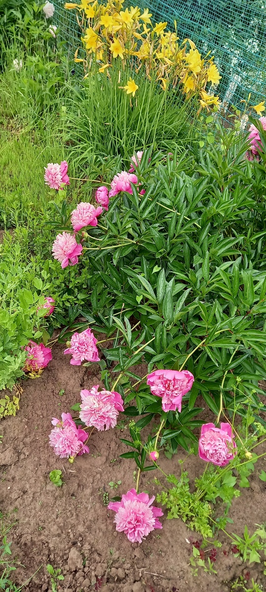 Пиончики как обычно - пали ниц)