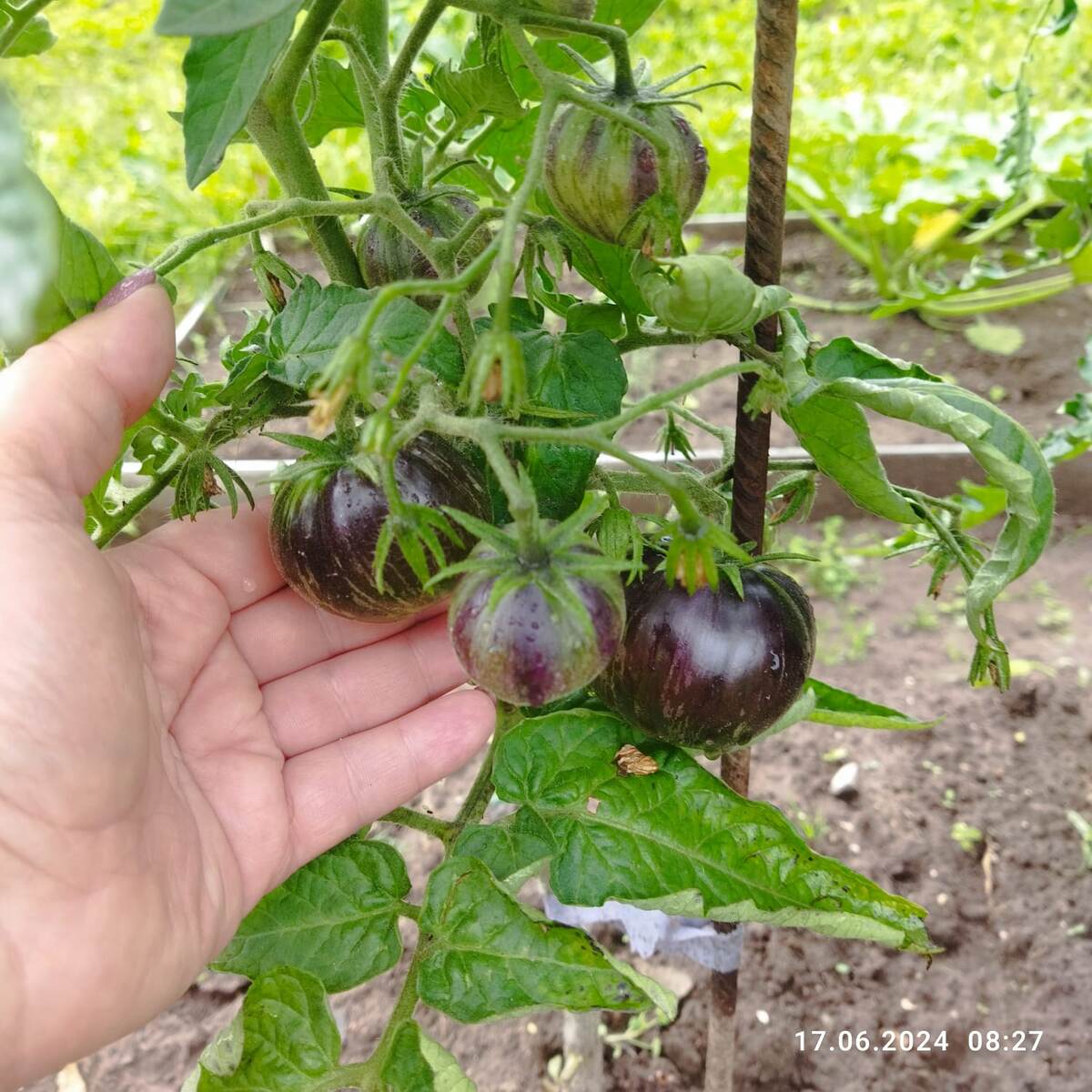 гном Ребелла, улица. Для обложки 😊