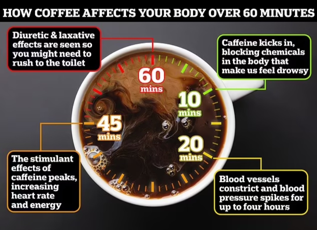 Задумывались ли вы когда-нибудь, что именно происходит внутри вашего тела после первого глотка?