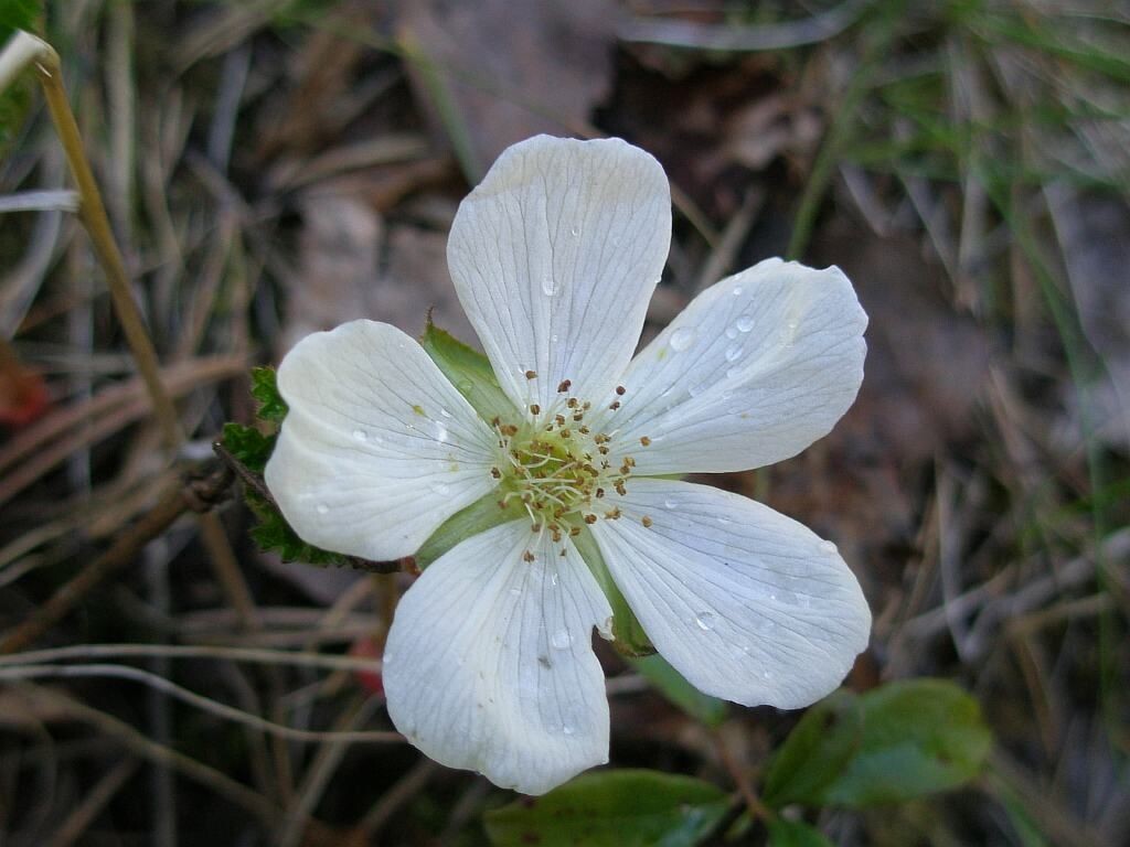 Цветок морошки