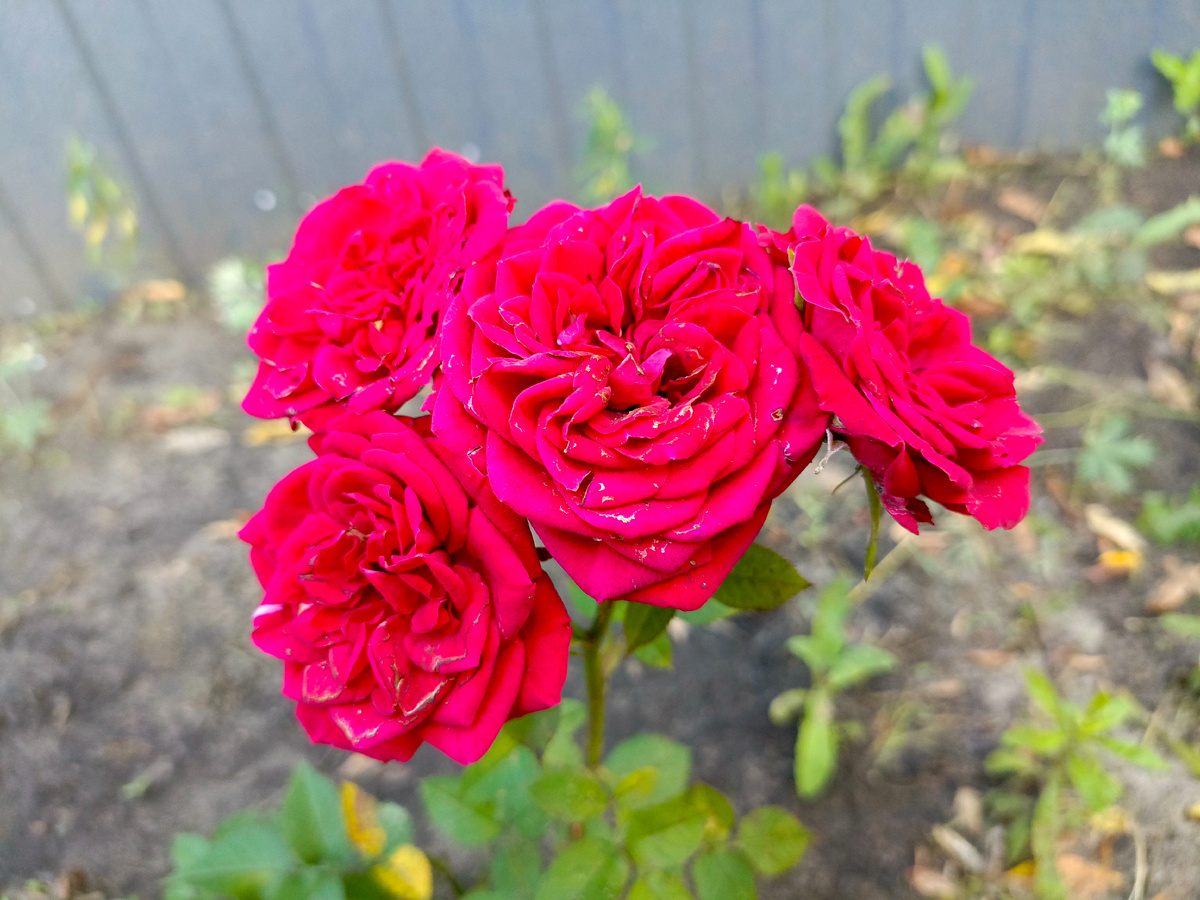 В статье будут мои фотографии цветов из телефона. Как говорит мой сын - рандомные! 😄
Это моя розочка