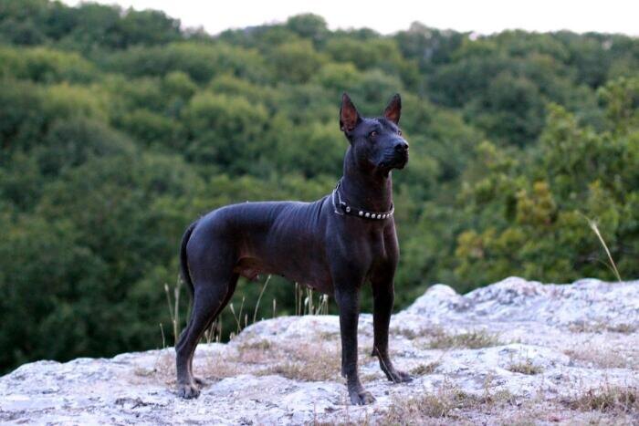 Почти не линяет. ¦Фото: lapkins.ru.