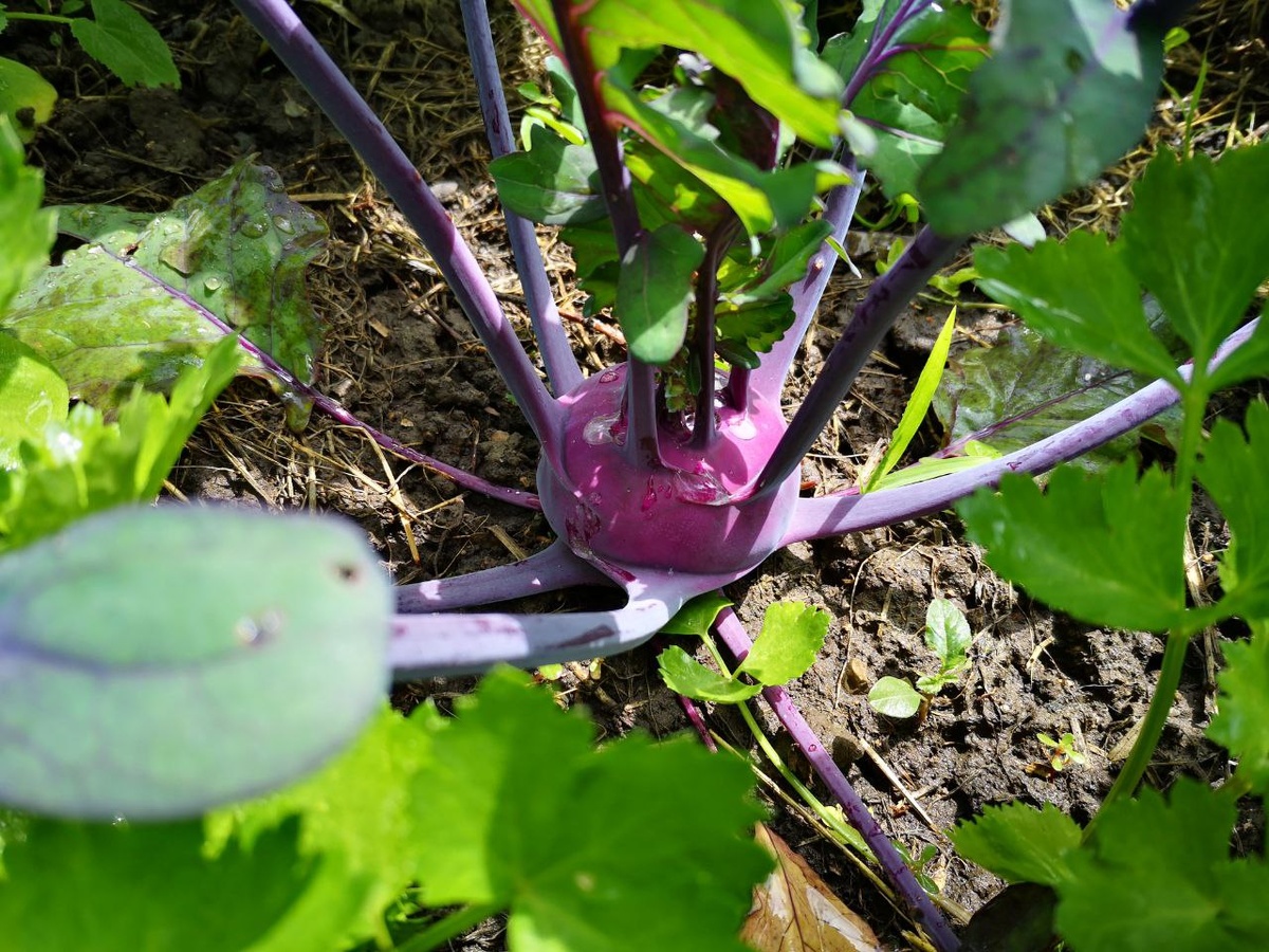 Первая кольраби выросла к 24 мая