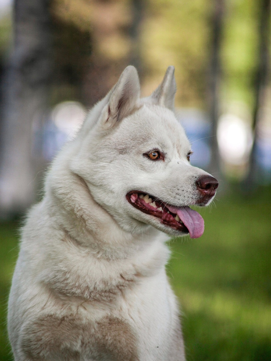 Красавица🐕, породы сибирский хаски, ищет новый дом! Архангельск | Ирина  Дорн 🐶🐱 | Дзен