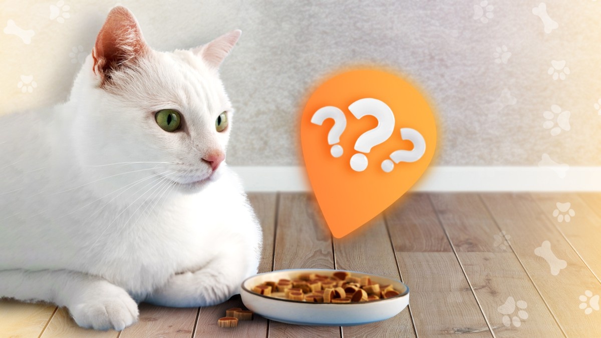 Без него никуда: какой компонент обязан быть в составе кошачьего корма ...