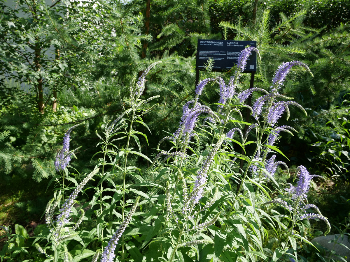 Вероникаструм