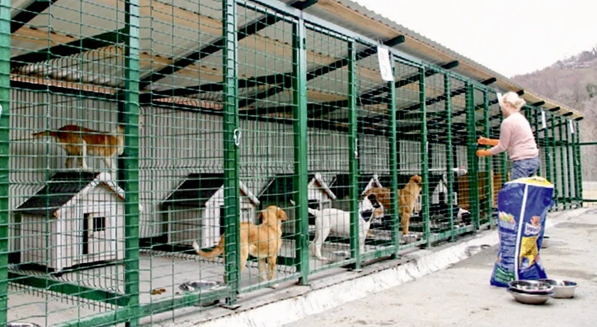 В России за последние годы построено огромное количество приютов.
