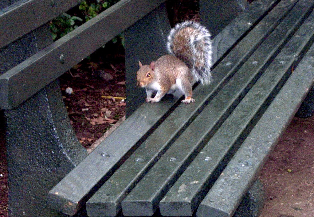 Типичная картина для стран, где собак давно убрали с улиц.