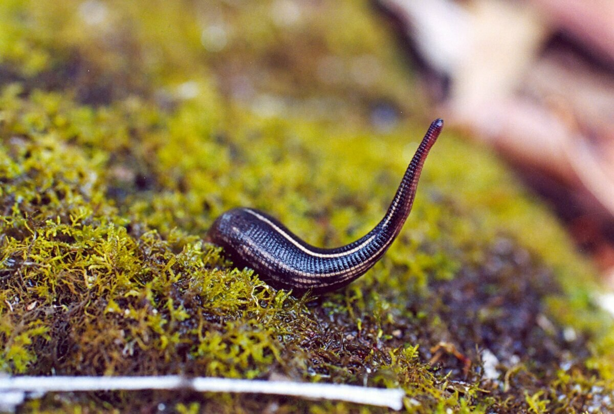 Привет! Ты такой аппетитный! Так бы тебя и съел. 