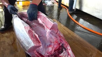 Y2mate.mx-MONSTER 800 Lb Bluefin Tuna Breakdown! (Sashimi Masterclass)