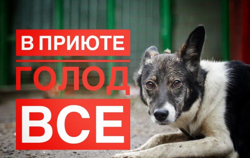 День стольника, чтобы накормить 500 животных!