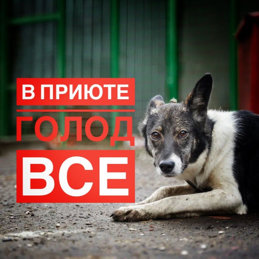 Мы морально выжиты! Нечем кормить 500 животных