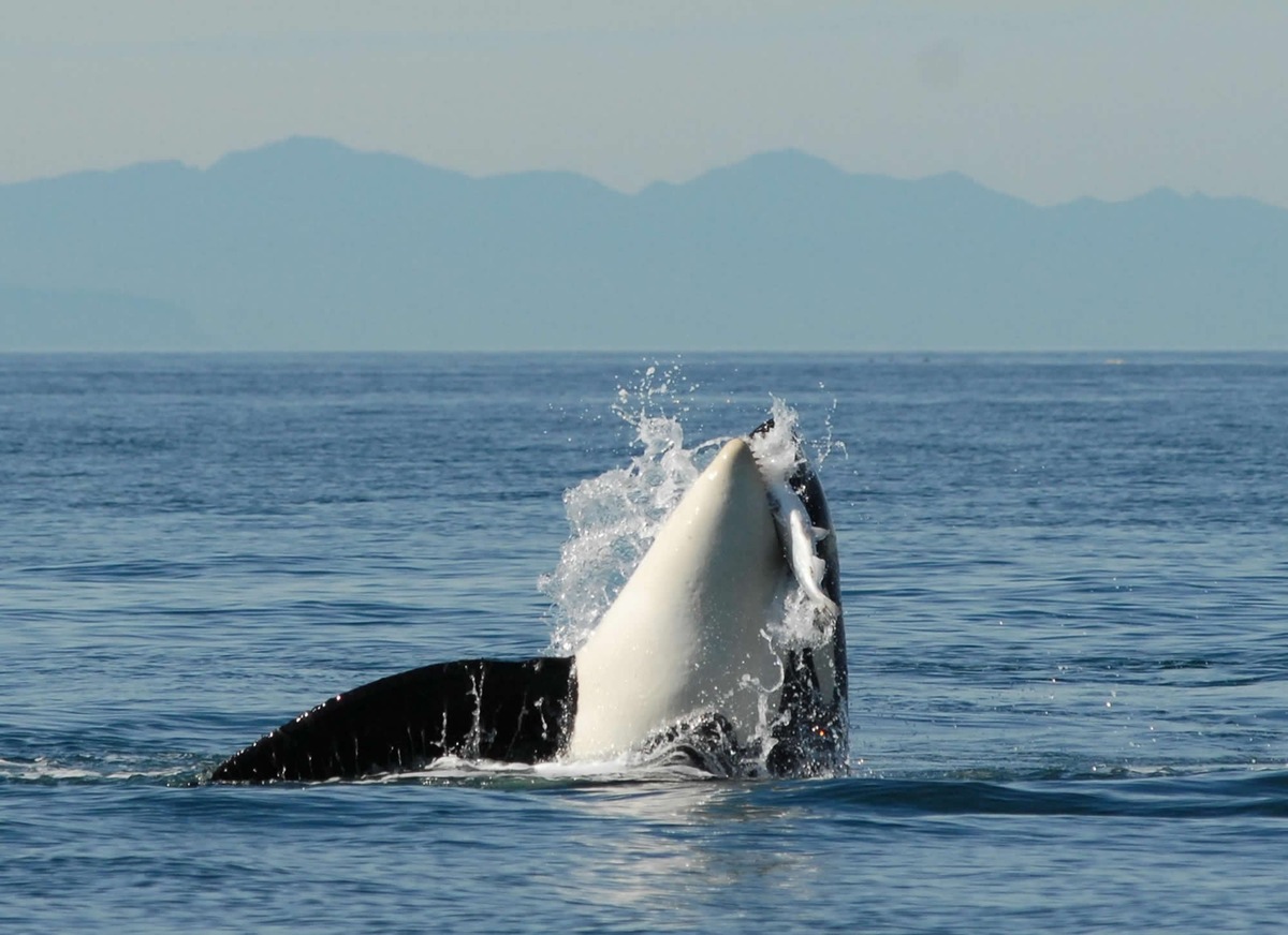 Фото из Яндекса