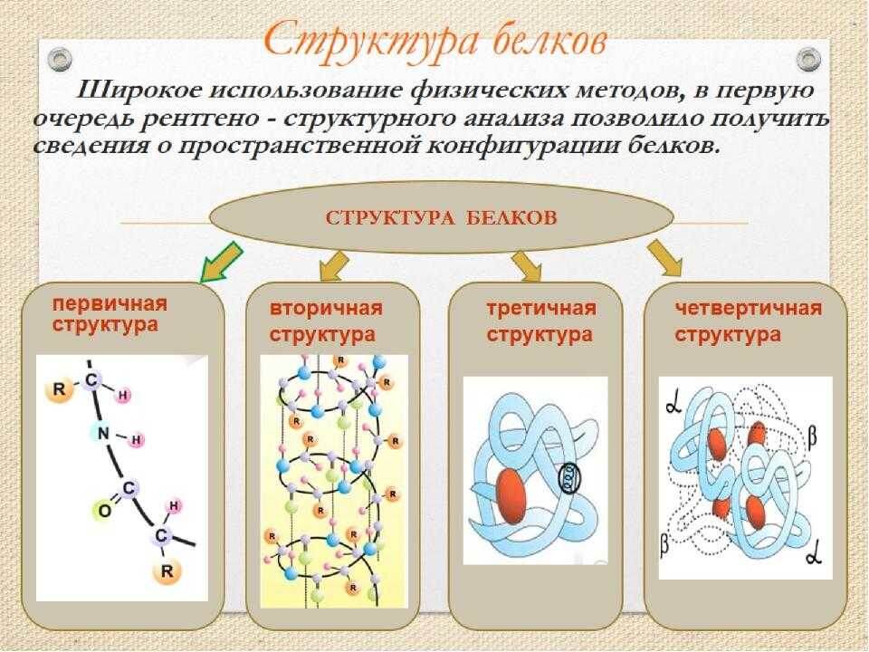 Строение белка мы все изучали на уроках биологии в школе.