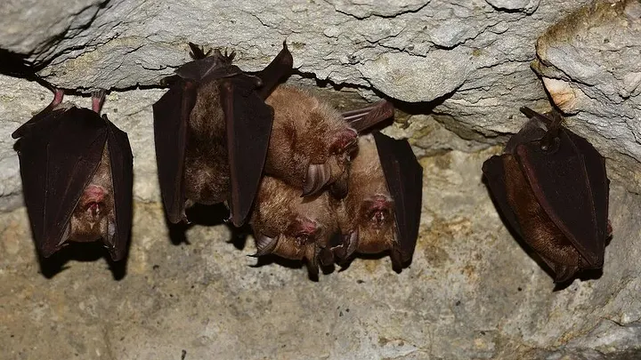 Подковоносы, как видно здесь, в их естественной среде обитания, многочисленны и разнообразны по всей Южной и Центральной Азии и являются переносчиками широкого спектра коронавирусов. Предковый штамм RaTG13 на 96% соответствует SARS-CoV-2, но в нем отсутствуют некоторые важные части генетической последовательности, которые делают SARS-CoV-2 заразным для человека. Важно отметить, что эта генетическая информация существует в вирусах, обнаруженных в родственных популяциях животных в дикой природе.