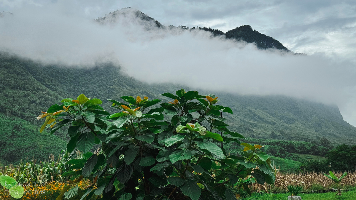 Хазянг, Вьетнам