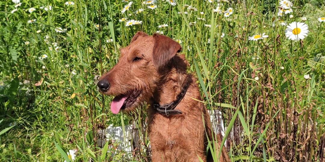 Письмо хозяину от щенка