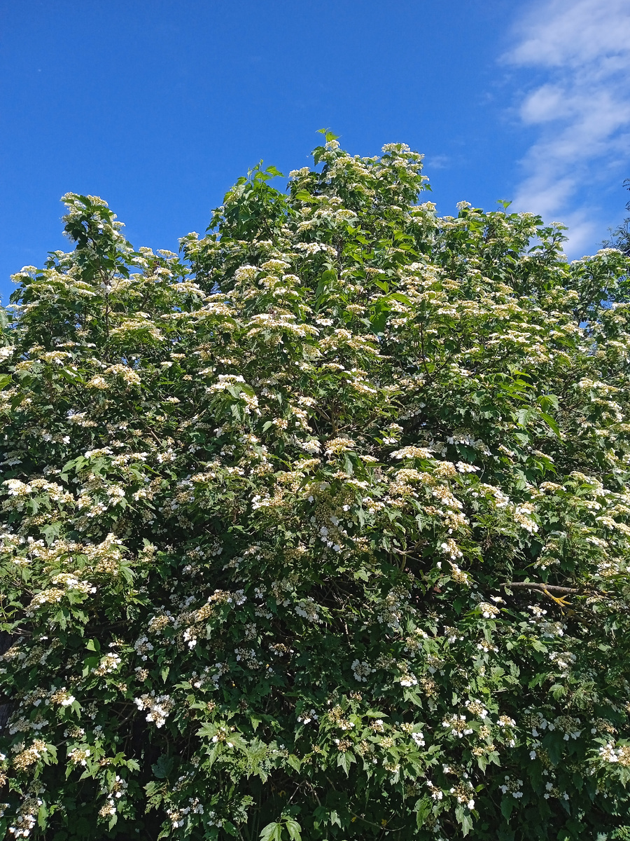 Ой цветет калииина....🥰