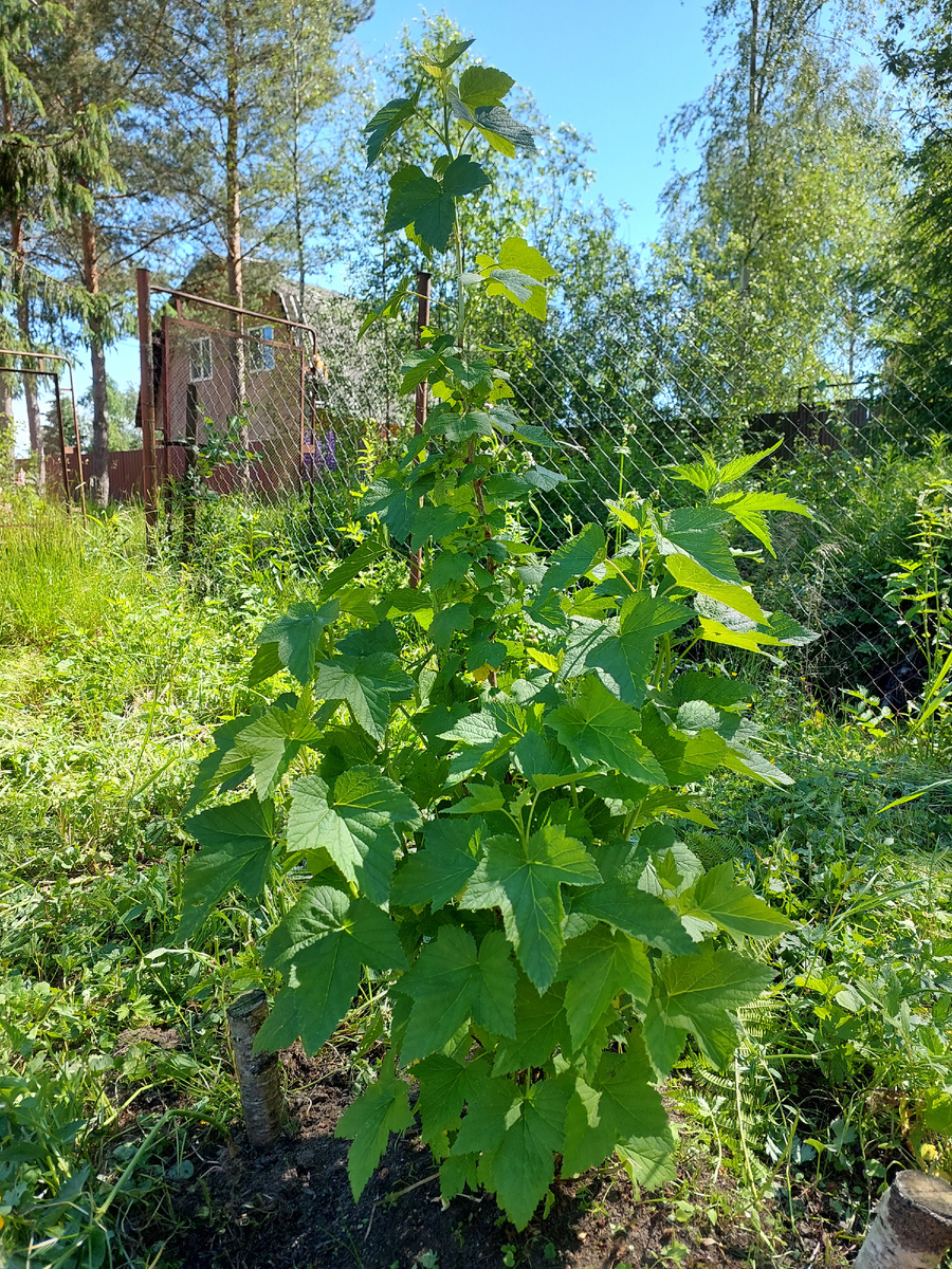 Черная смородина "Деликатесная"