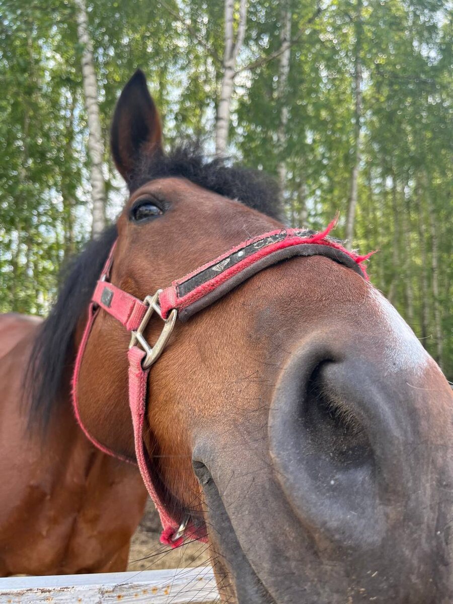 Милая улыбка 