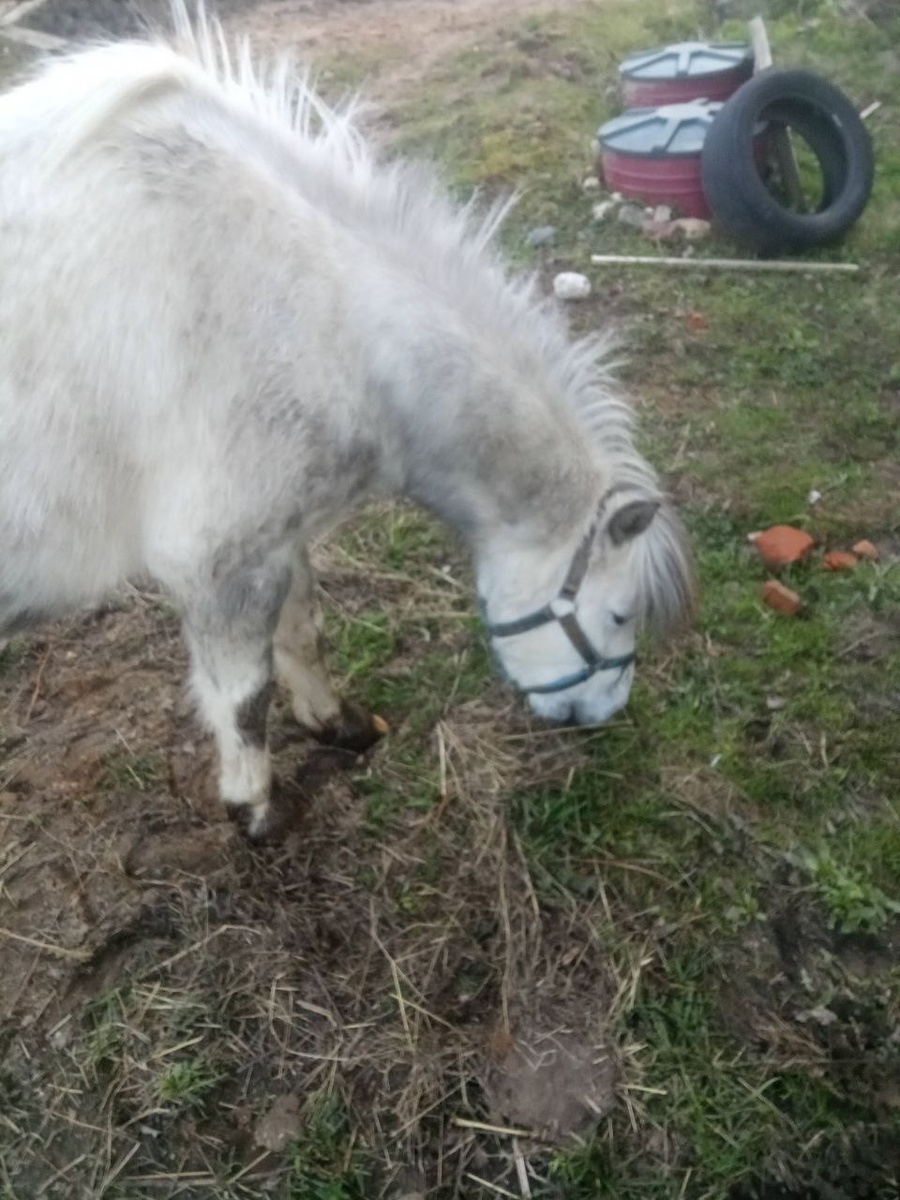 Пони Вейс (Василиус, Василий)