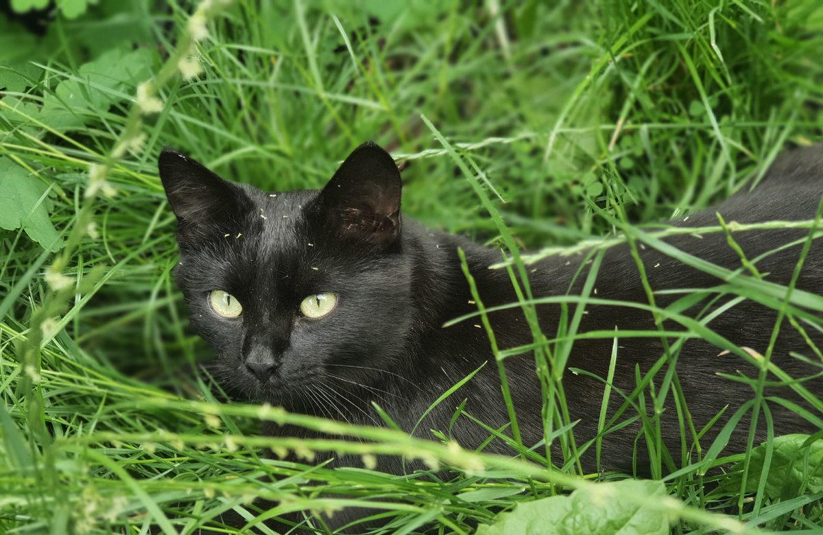 Коты могут быть прекрасными компаньонами и домашними животными, которые приносят много радости и пользы своим владельцам. Вот некоторые плюсы содержания котов:1. Снижение уровня стресса: научно доказано, что общение с котом помогает снижать уровень стресса и беспокойства.2. Повышение настроения: коты могут быть прекрасным источником позитивных эмоций и поднять настроение своего хозяина.3. Улучшение физического здоровья: забота о коте может стимулировать физическую активность хозяина, особенно если коту требуется игра и активный уход.4. Помощь в социализации: коты могут помочь своим владельцам развивать социальные навыки и налаживать новые контакты с другими людьми.5. Повышение ответственности: забота о коте учит дисциплине, терпимости и ответственности.6. Лечебные свойства: наличие кота в доме может помочь в реабилитации после стрессовых ситуаций или психологических проблем.Таким образом, коты могут приносить пользу своим владельцам, способствуя улучшению психического и физического благополучия.