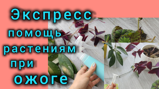 Всего 1 мл и оксалис, хойя, бегония вновь начнут наращивать листву после стресса - солнечного ожога