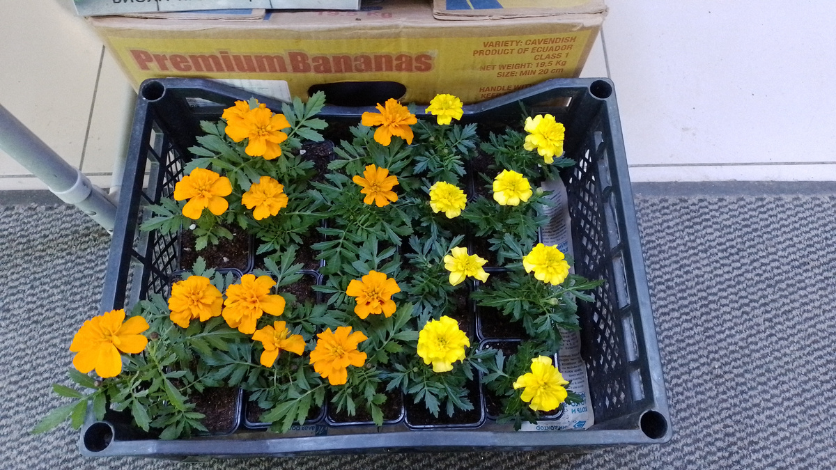 Бархатцы бонанза