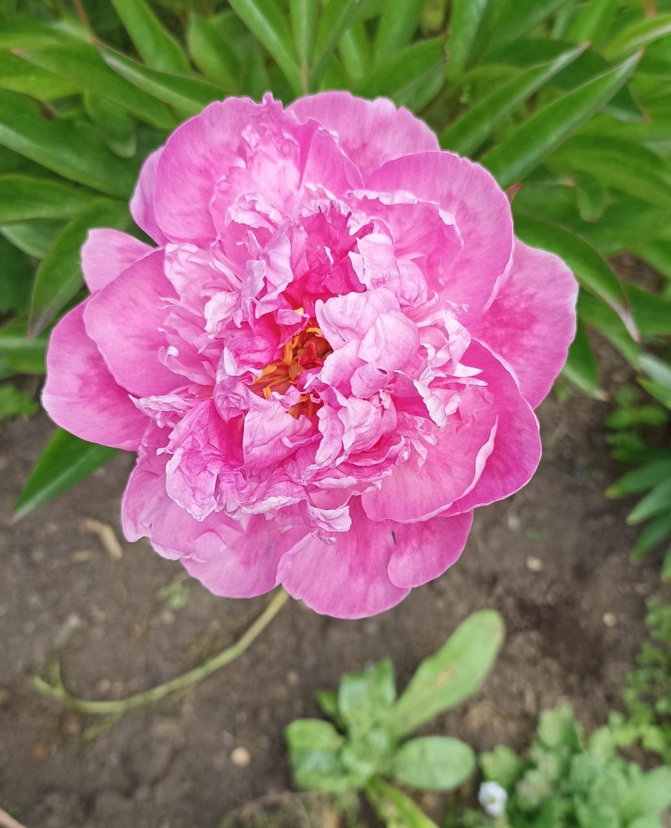 Должен был быть красным