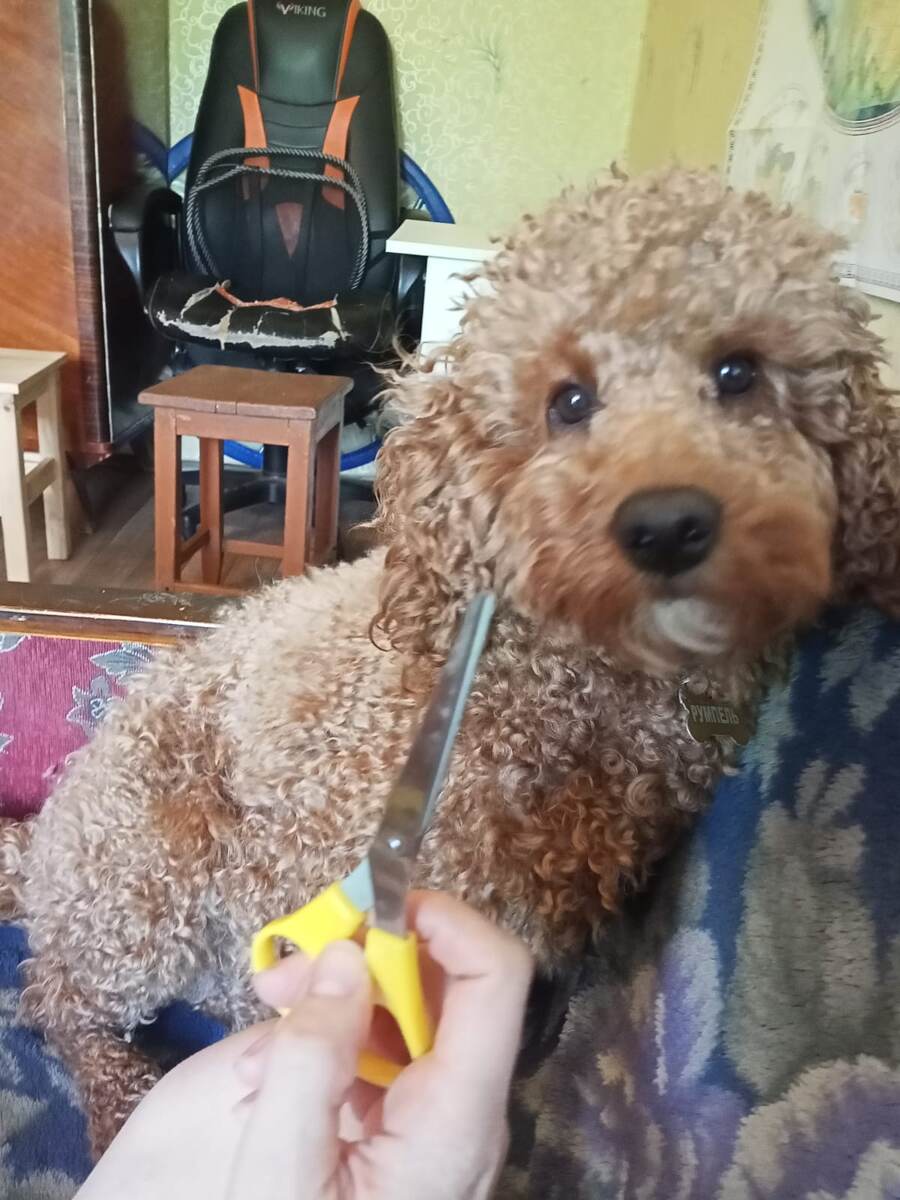 - Румпель, всесторонняя стрижка важна для твоего здоровья.