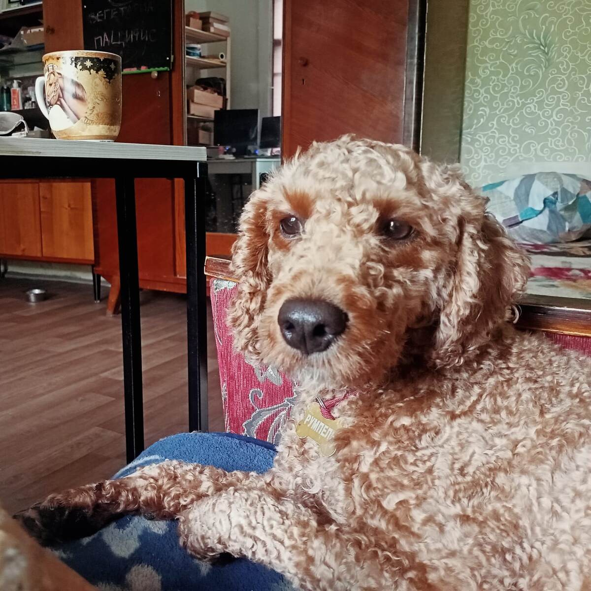 Румпель: - Один раз, чуть-чуть. Будет не больно. Да... Верю.