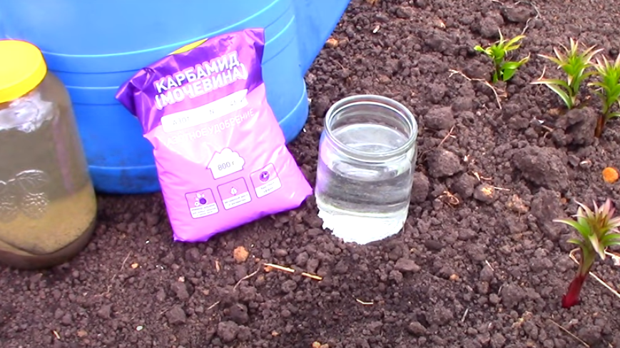 Удобрения в жидком виде хорошо усваиваются лилиями, однако если их внести в большом количестве, то на корнях могут образоваться ожоги.