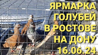 Ярмарка голубей в Ростове на Дону. Птичий рынок Авиатор 16.06.24. Николаевские голуби.