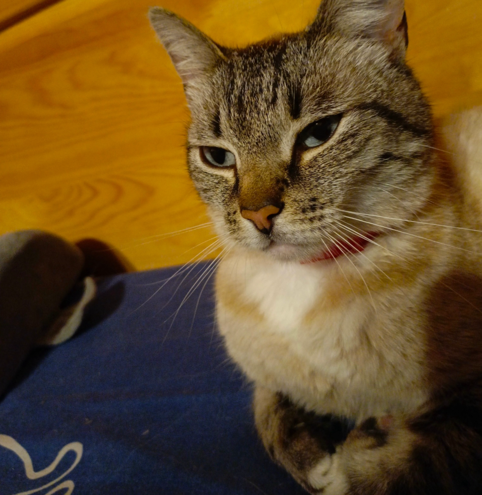 А не притвориться ли мне?..