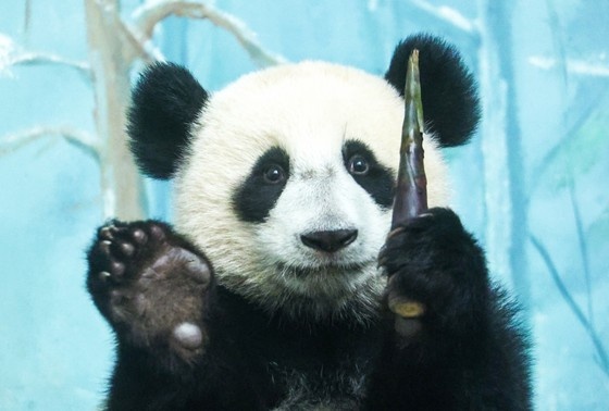    Панда Катюша