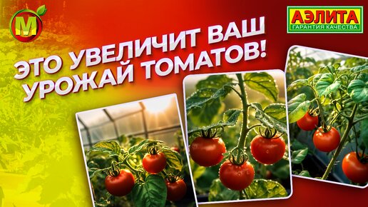 Как стимулировать рост и развитие томатов?