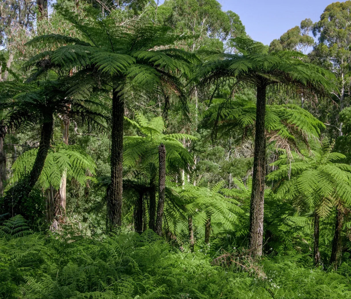 🦎Это пальмовый лес!🌴