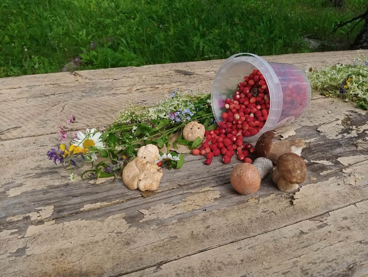 Дары природы