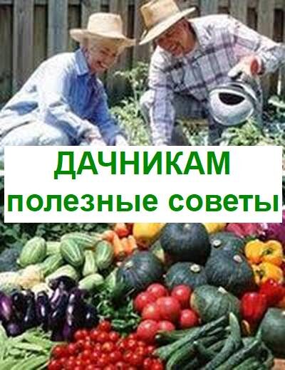 полезные советы дачникам