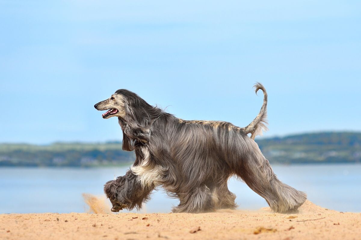 Афганская борзая