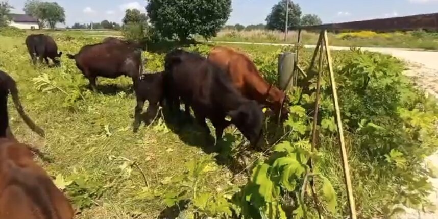    Telegram-канал администрации Ленобласти.