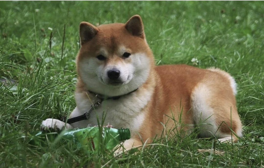 Shiba-iny в травке