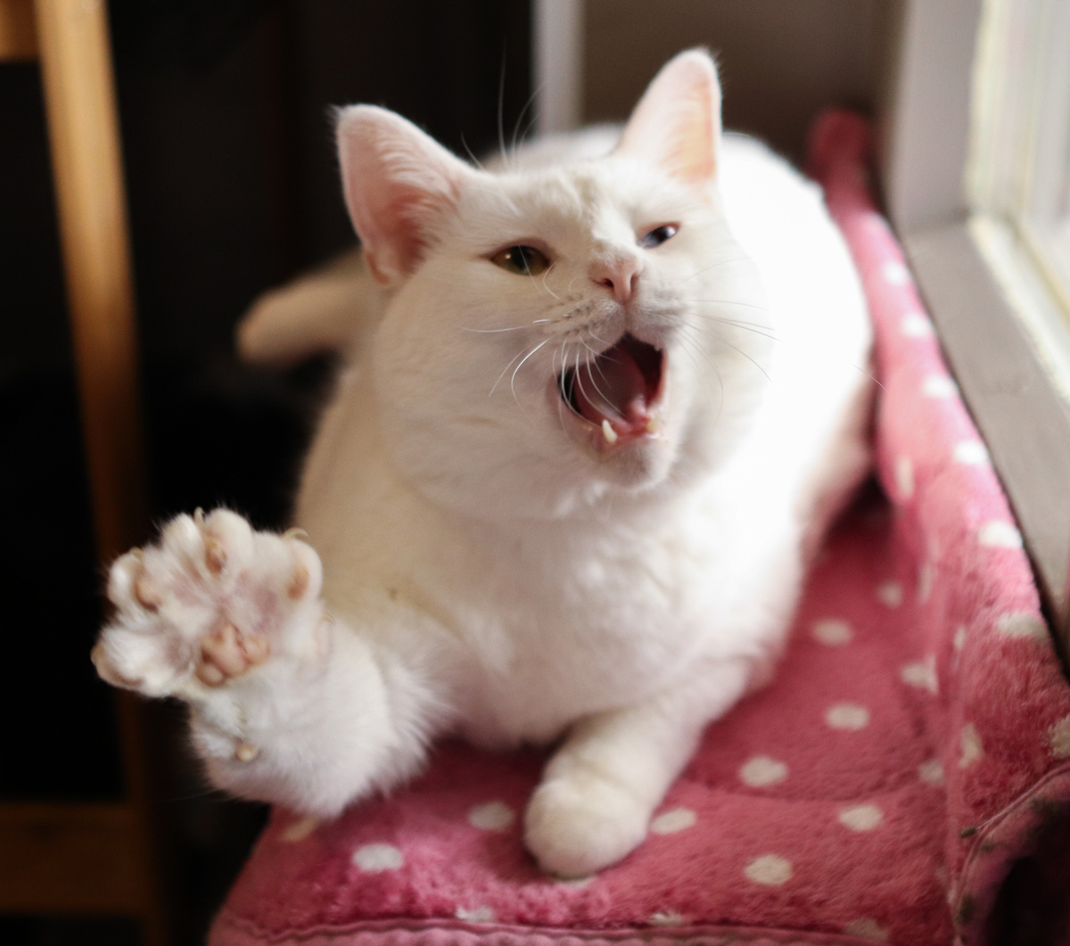 Что ж... так никто нам с Маськой и не звонил? Удивительный этот народ - люди!