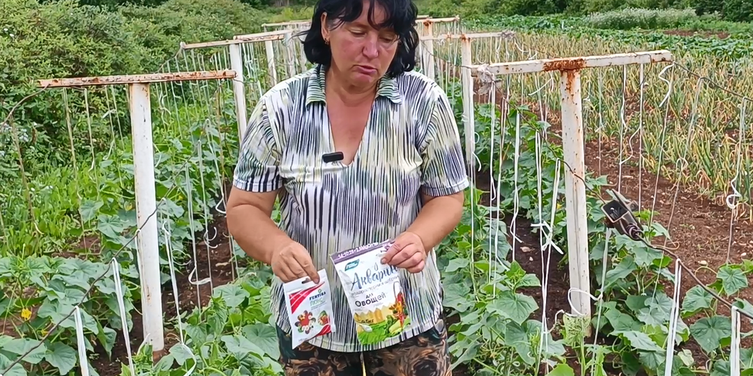 Огурец без подкормки - урожая не жди