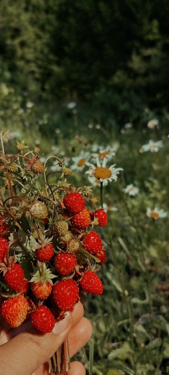 Из интернета 