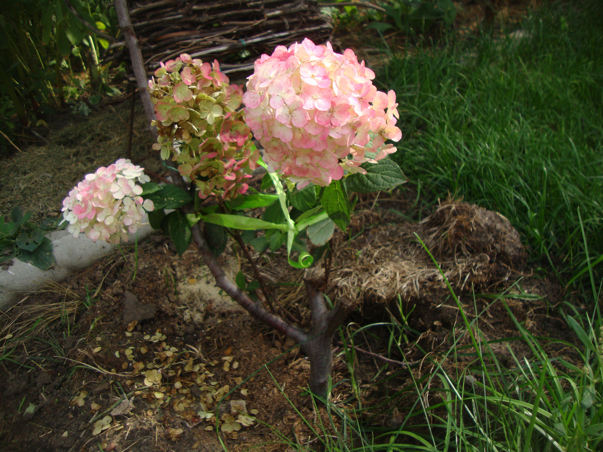 Самарская Лидия