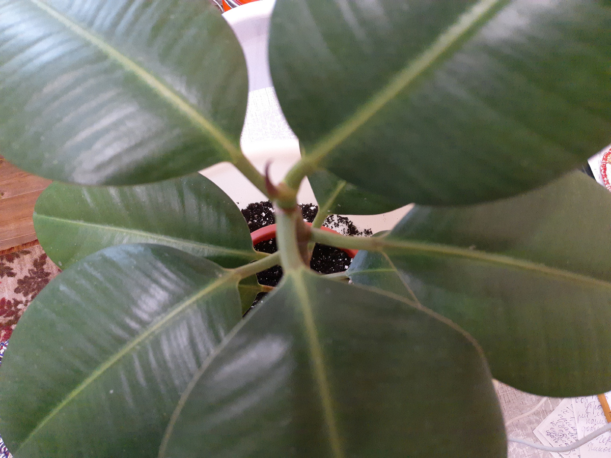 Мой фикус, вид сверху